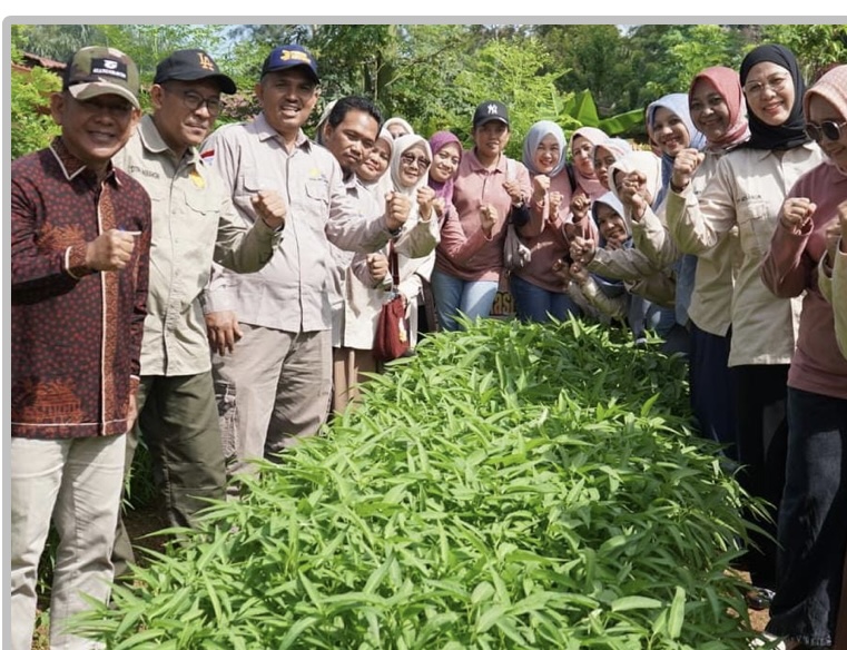 Wabup H A Khafidh Panen Sayur Perkarangan