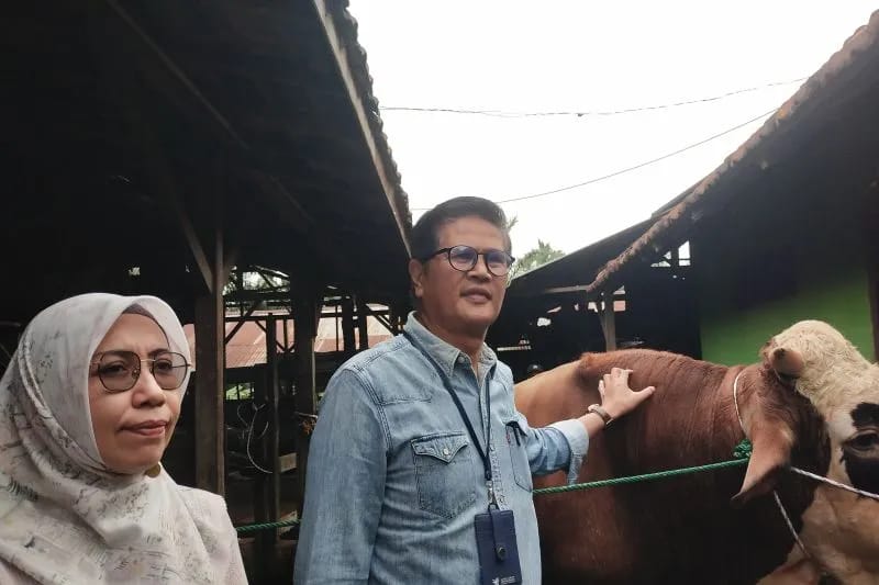 Pemkot Kebutuhan Hewan Kurban di Kota Jambi Capai 3.900 Ekor