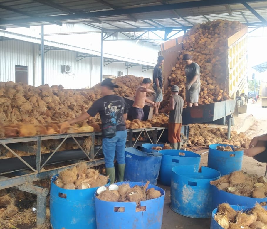 Harga Turun, Petani Kelapa Dalam di Tanjabtim Tetap Bertahan