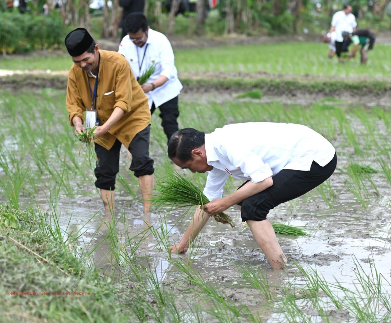 Presiden Jokowi Tanam Padi Bersama Petani di Tuban, Apresiasi Penggunaan Pupuk Organik