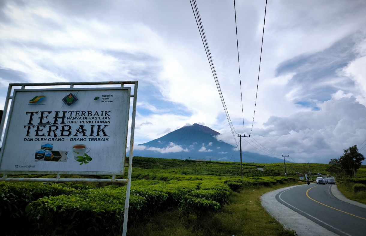 Hanya Dua di Dunia Salah Satunya Kebun Teh Kayu Aro Kerinci
