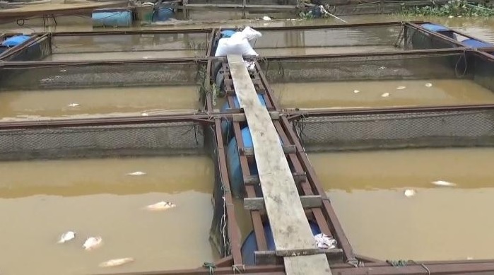 Sudah 2 Pekan, Ikan Kerambah Milik Pembudidaya Desa Pematang Jering Mati Mendadak   