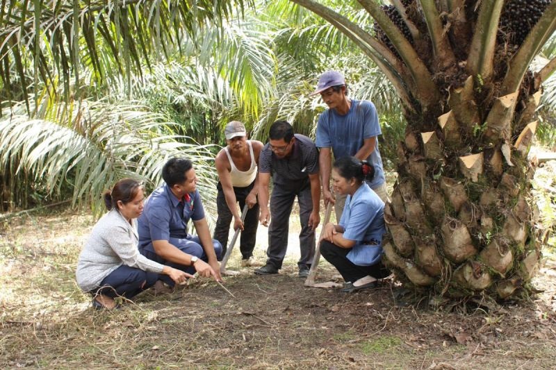 BPDP: PalmCo Paling Aktif Dampingi Peremajaan Sawit Rakyat