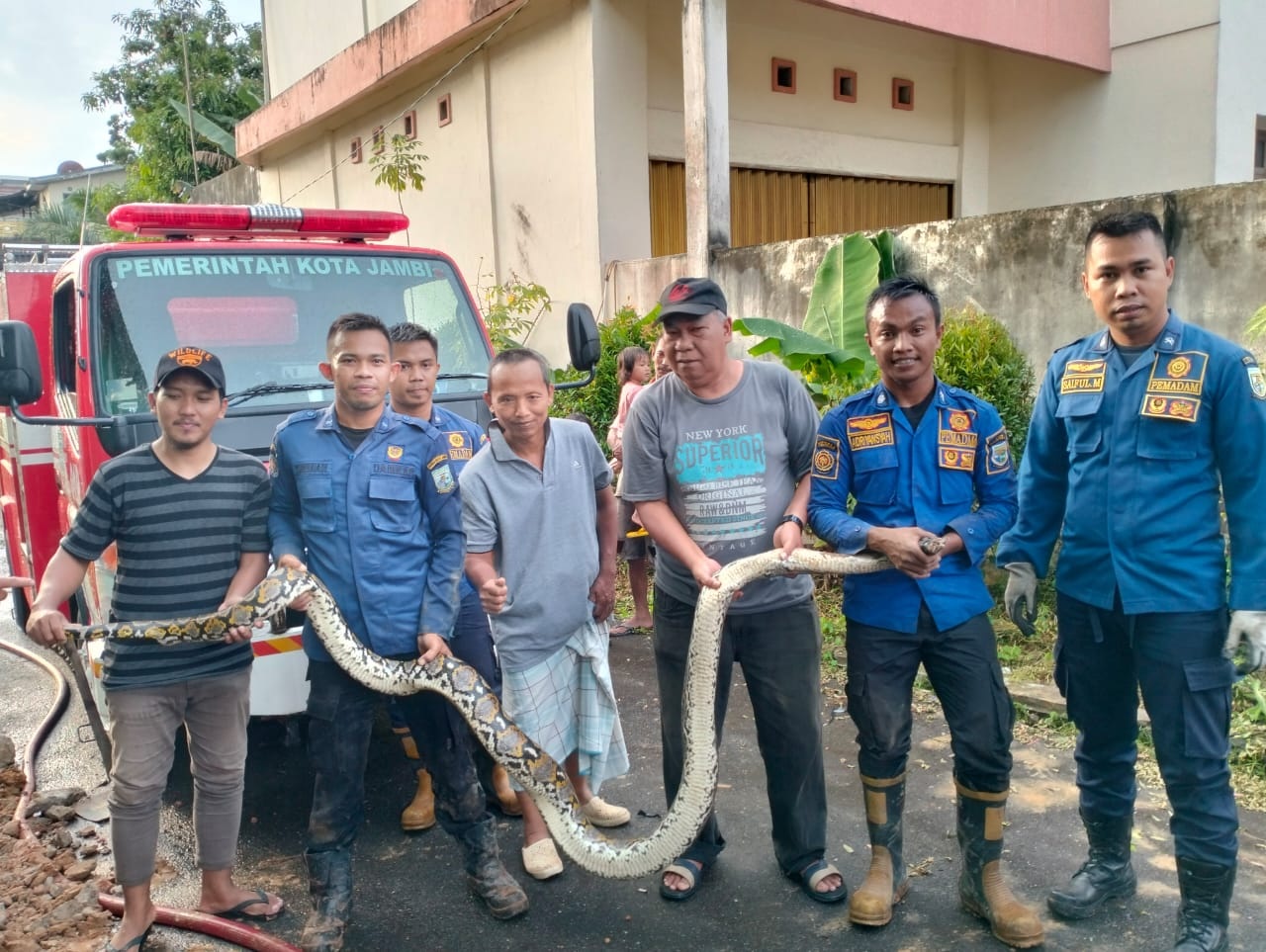 Seekor Ular Sanca Berhasil Dievakuasi Tim Penyelamat di Saluran Drainase 