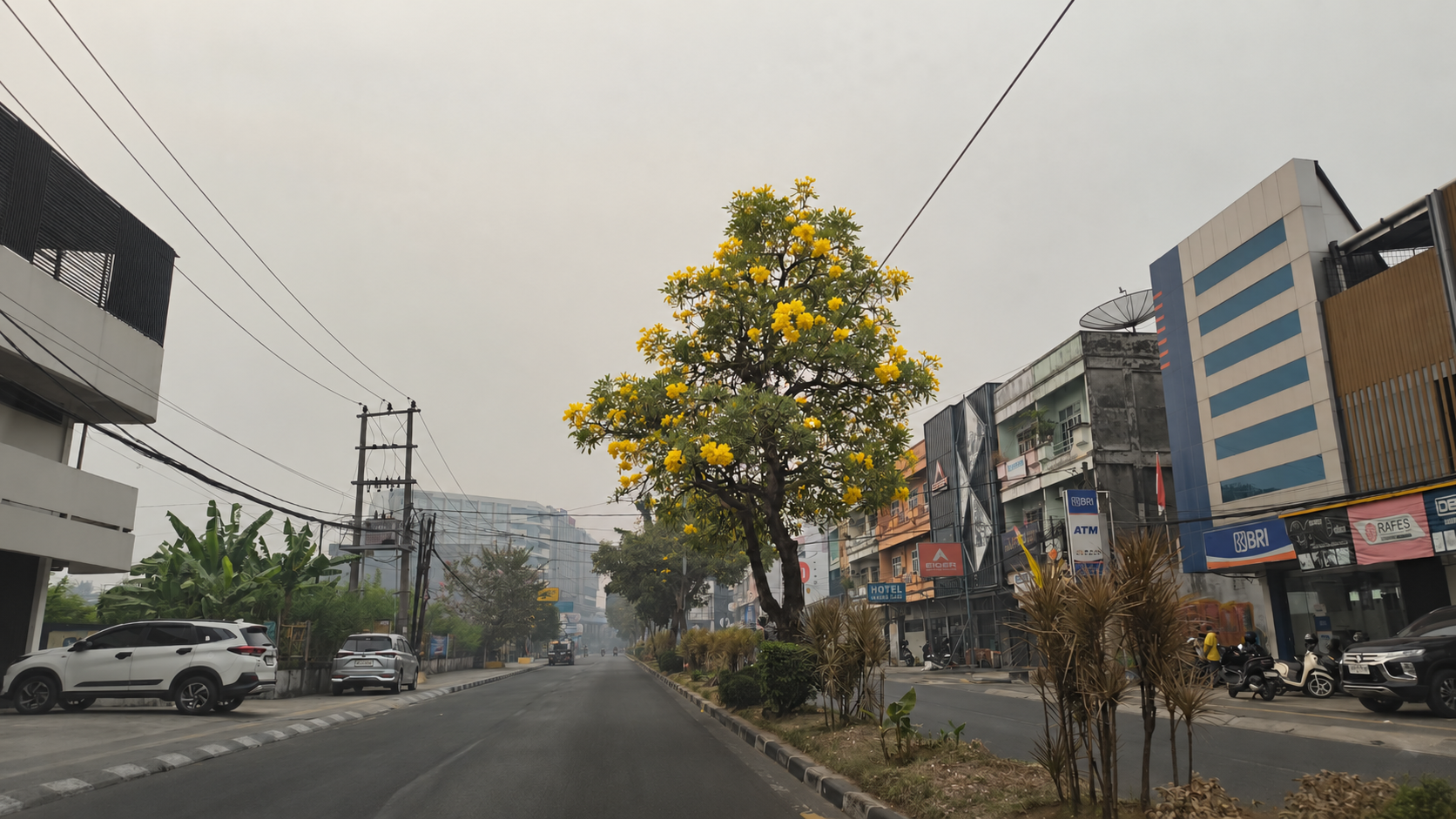Bunga Tabebuya Merekah Cantik di Tengah Jerebu Jambi