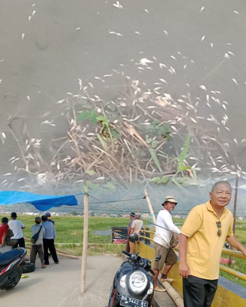 Ratusan Ikan di Lubuk Larangan Mati