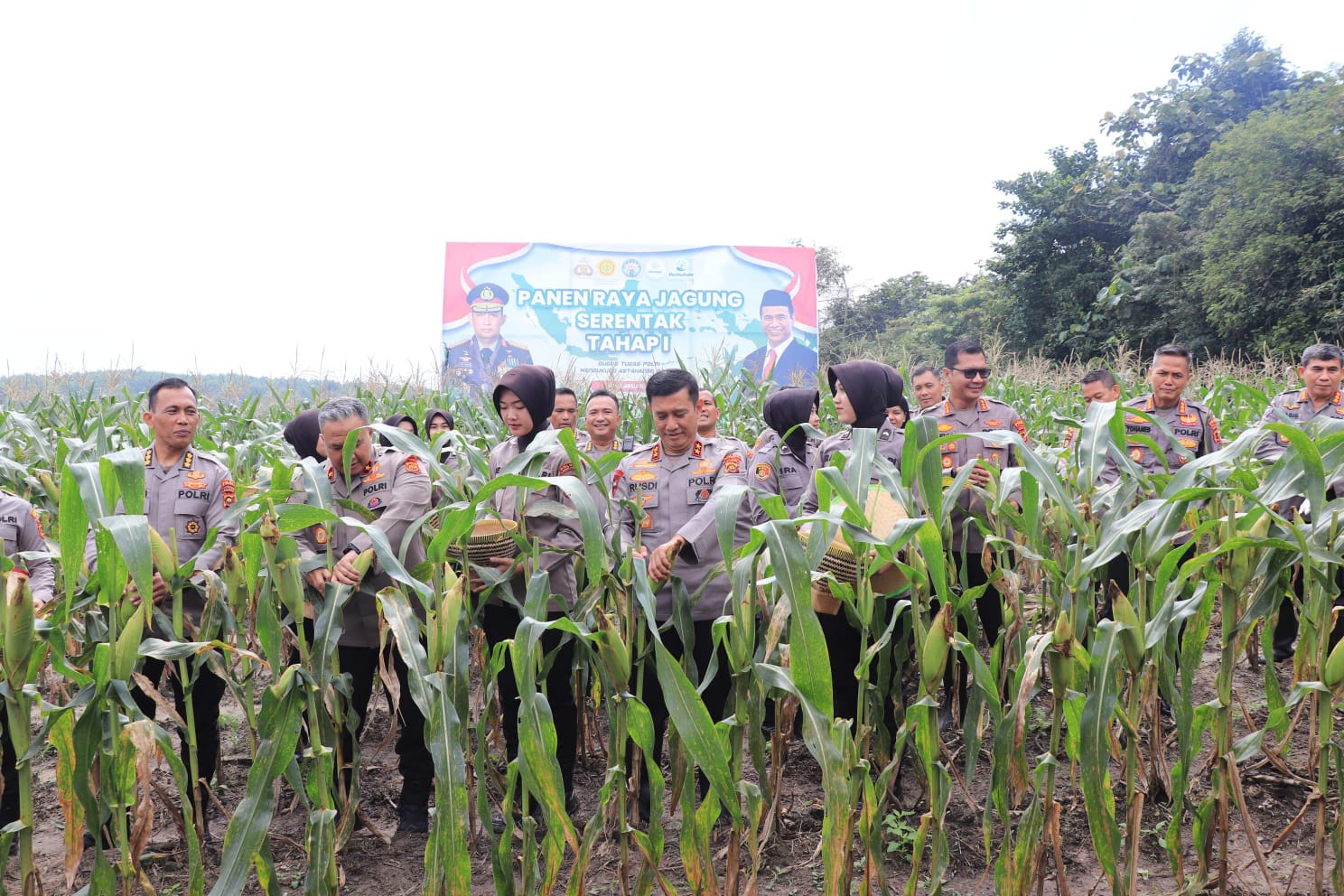 Polda Jambi Gelar Panen Raya Jagung Perdana di Muaro Jambi