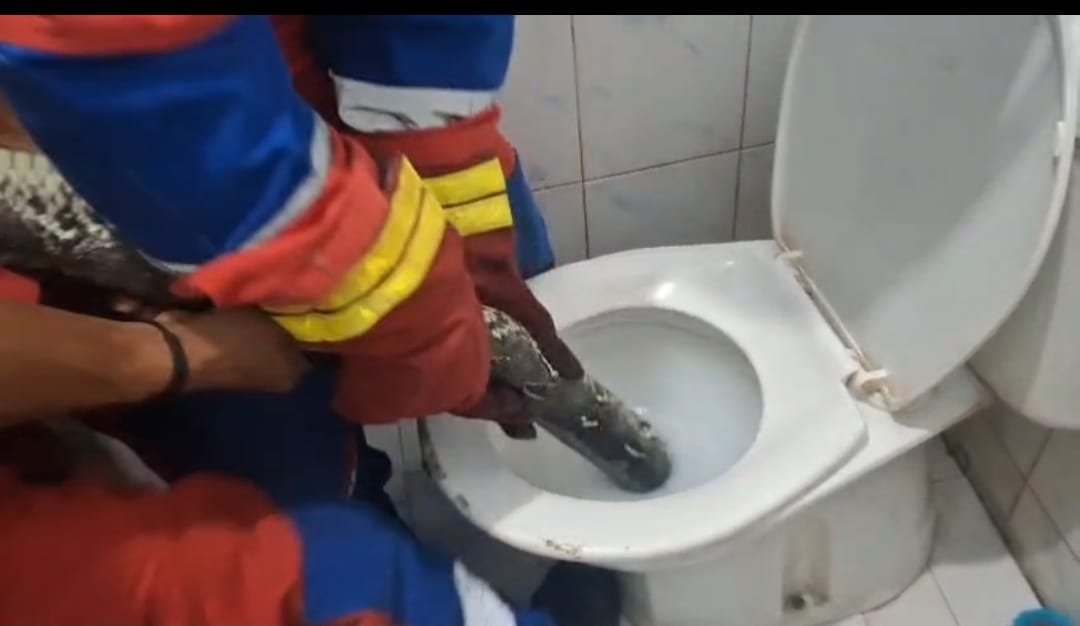 Ular Sanca Ditemukan di Kloset WC Rumah Warga, Beruntung Bisa Dievakuasi Petugas Damkar