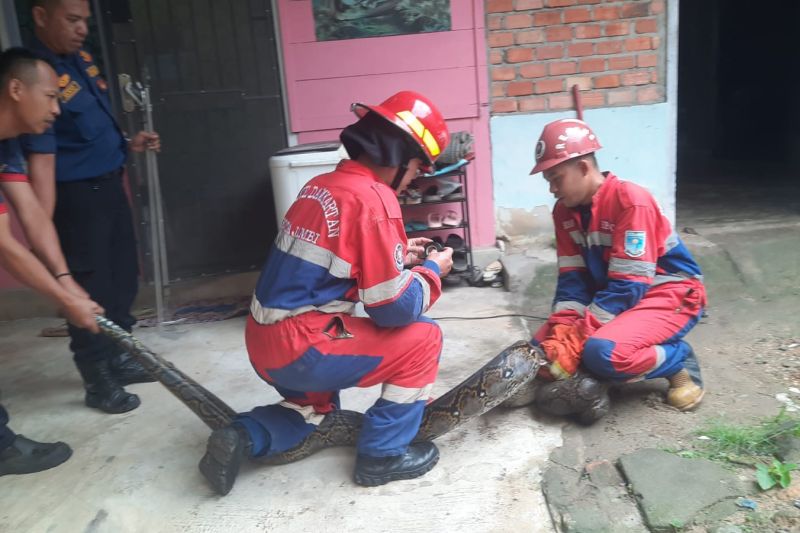 Damkartan Kota Jambi Evakuasi Ular Sanca Enam Meter dari Rumah Warga