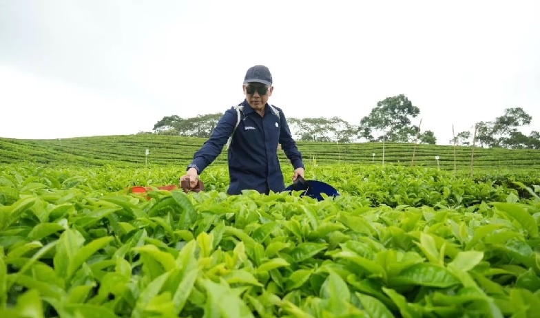 Ciptakan Sejarah, PalmCo Turn Around Komoditas Teh dan Karet hingga Untung