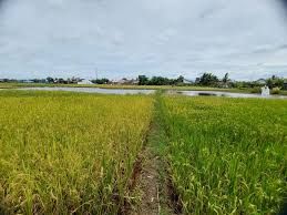 Produksi Gabah di Sungai Penuh Turun 