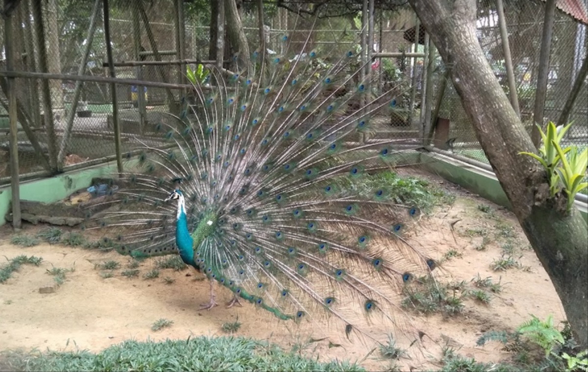 Selama Kabut Asap Satwa di Taman Rimba Minum Vitamin 4 Kali Seminggu