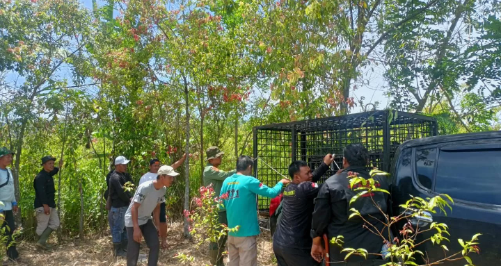 Warga Masih Diteror Harimau, BKSDA Pasang Perangkap