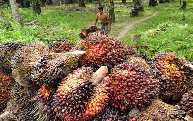 Indonesia Prediksi Hasilkan Listrik Setara 56,97 GW, Potensi Biomassa Menjanjikan