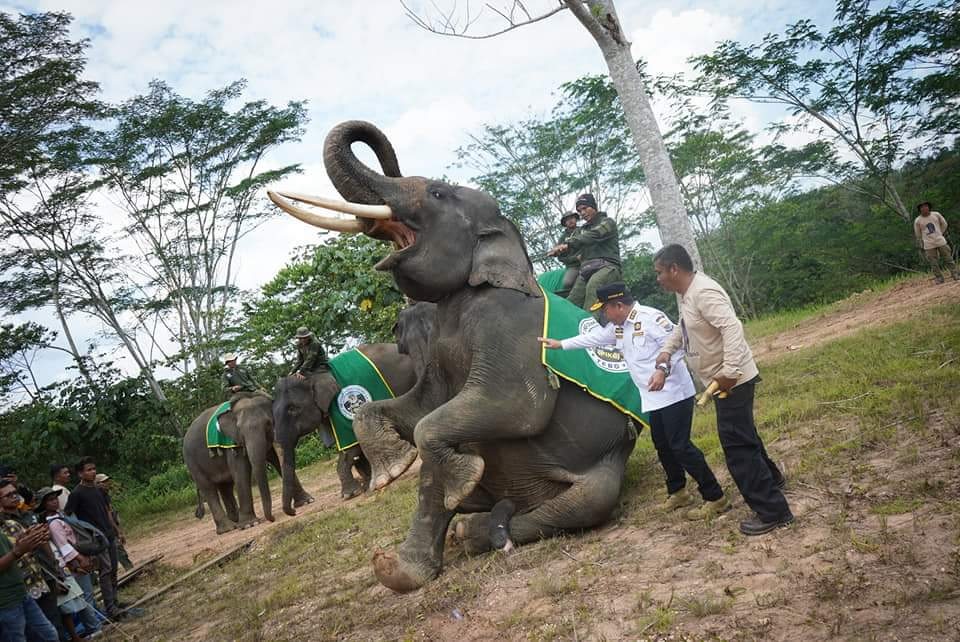 Ingatkan Janji Prabowo Menyiapkan Lahan untuk Gajah