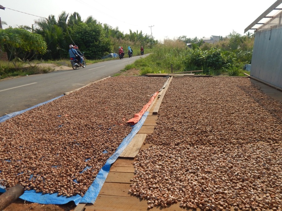 Harga Pinang Kembali Turun, Petani Tanjabtim Tertekan