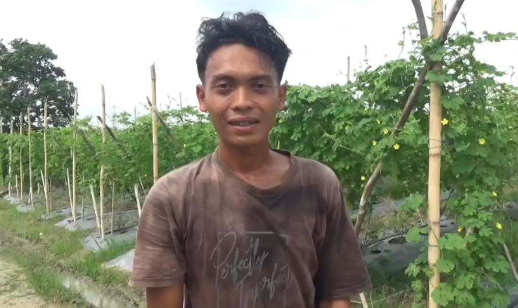 Harga Pare Anjlok, Petani di Muaro Jambi Menjerit