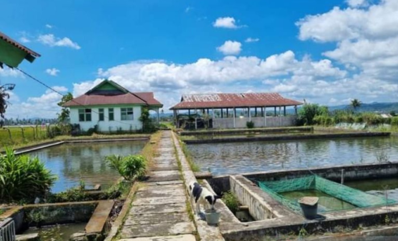 Balai Benih Ikan di Karmio Batanghari Kecipratan Rp1,27 Miliar 