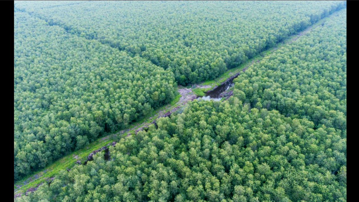 Wow! Jalan Tol Jambi Satu ini akan Bikin Kita Berasa di Hutan Eropa, Kok Bisa? Ternyata Jalurnya..