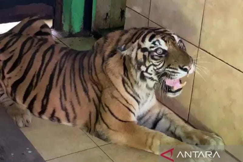 Bangkai Si Uni Harimau KL Taman Rimba Dikuburkan BKSDA Jambi