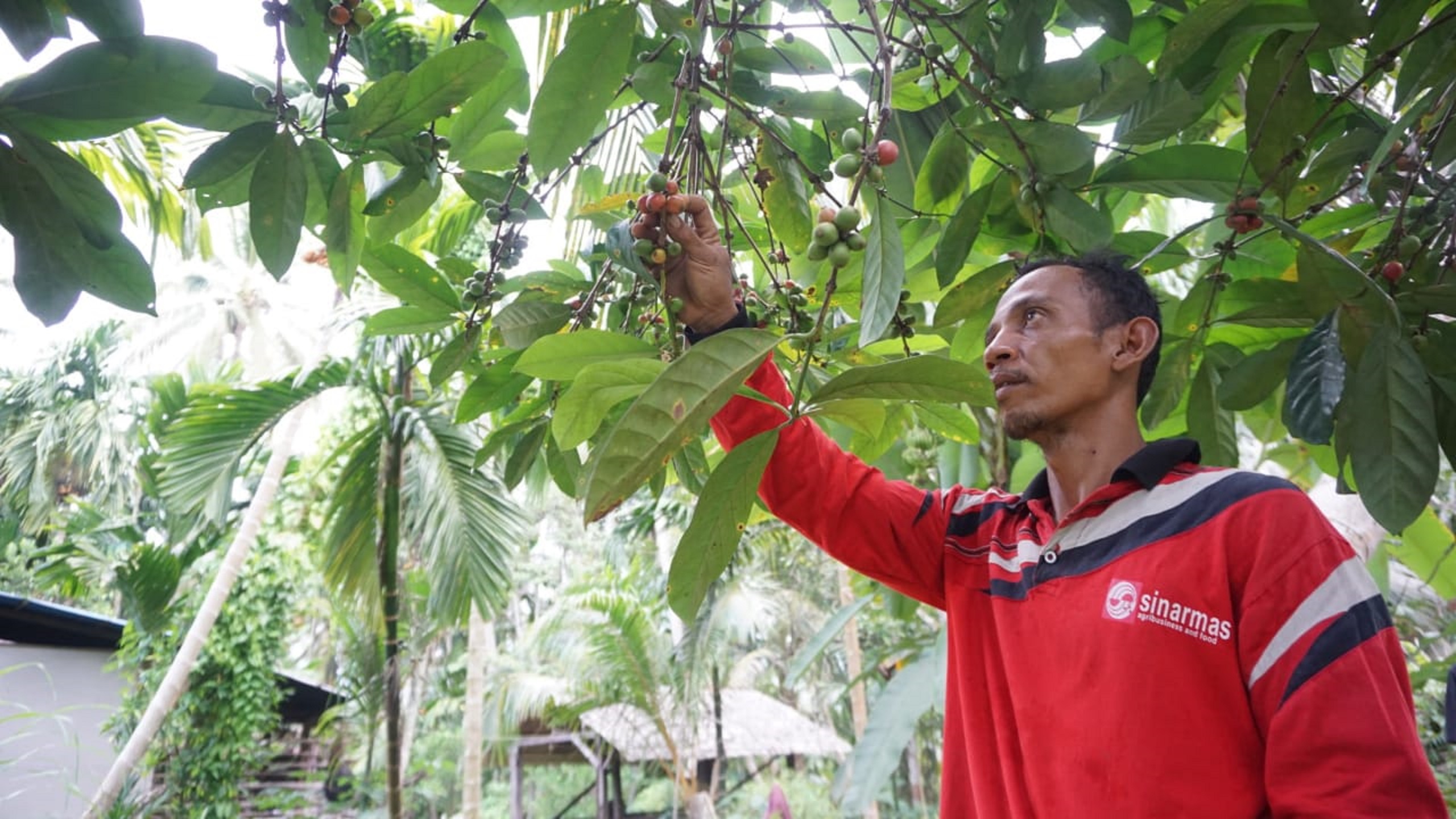 Cerita Sukses Petani Kopi Dibawah Pendampingan Sinar Mas Agribusiness and Food