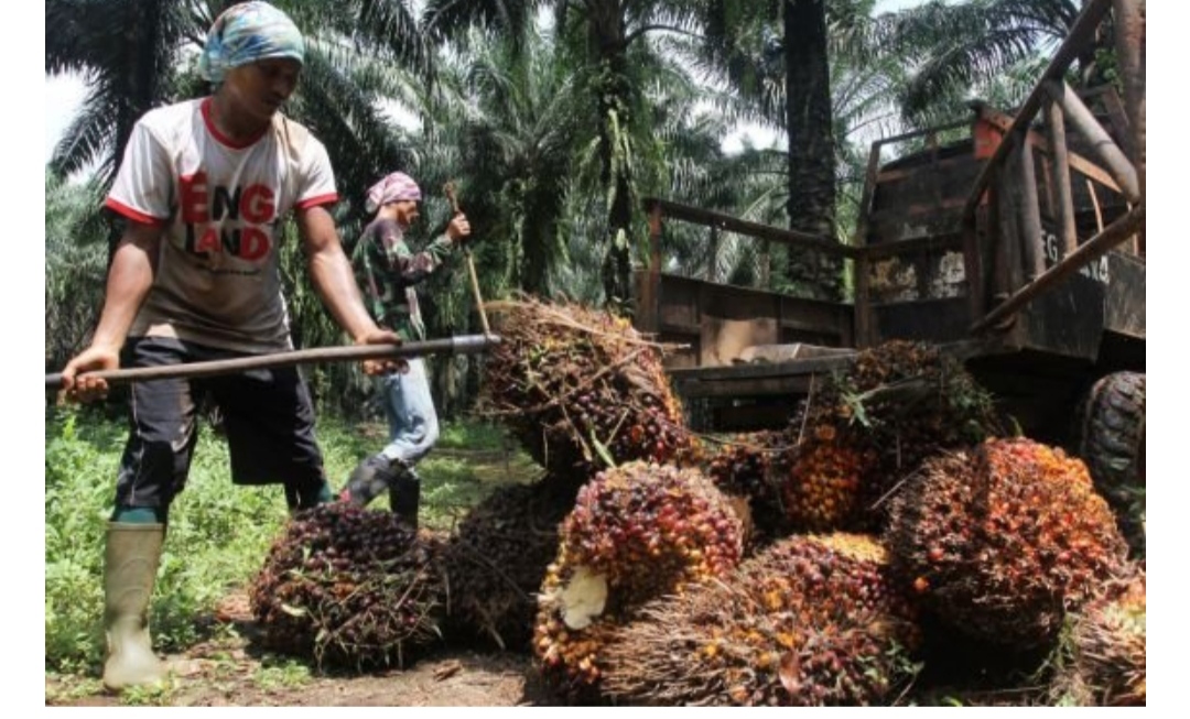 Protes Larangan Ekspor CPO, Hari Ini Petani Kelapa Sawit dari 22 Provinsi Aksi Besar-besaran di Jakarta