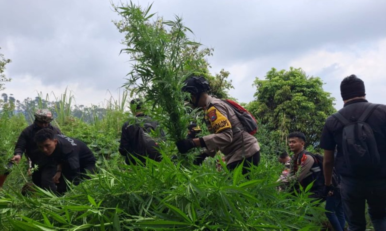 Ngeri! Sudah 25 Ribu Batang Pohon Ganja Ditemukan di Gunung Semeru