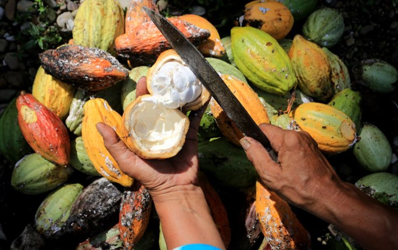 Masa Depan Petani Coklat RI Cerah? Baca Tulisan Kuntoro Boga Andri