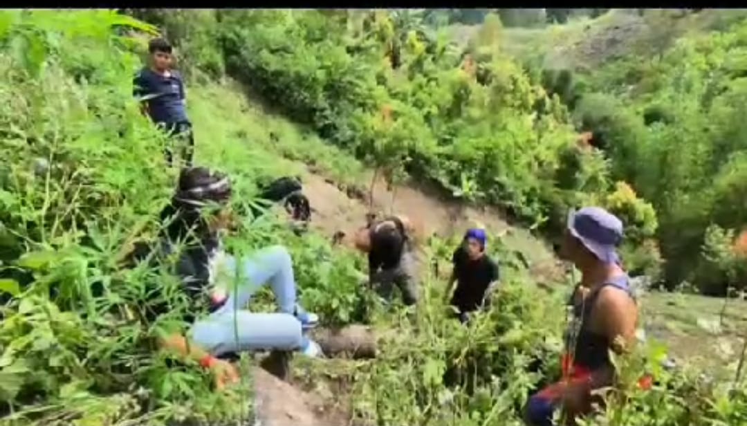 Ladang Ganja Ditemukan di Sungai Penuh, Polres Ringkus Pemilik    