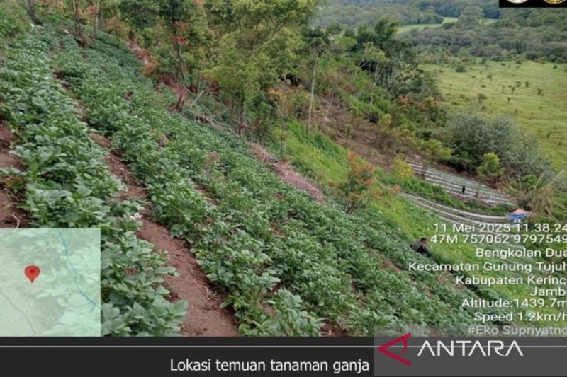 Soal Temuan 19 Batang Ganja, Kemenhut Bantah Temuan Ganja di Dalam Kawasan TN Kerinci Seblat