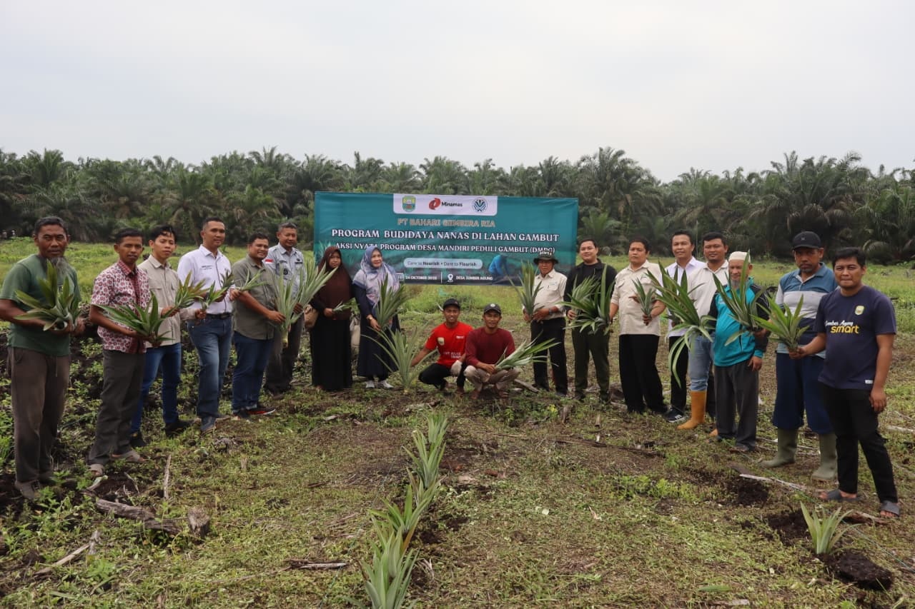 PT Bahari Gembira Ria Dorong Ekonomi Hijau Lewat Budidaya Nanas di Lahan Gambut Muaro Jambi