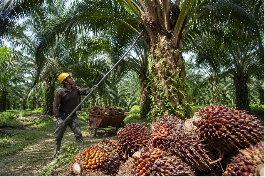 Harga TBS Sawit Lampung Periode I Mei 226 Tertinggi Rp3.516 per Kilogram, Ini Daftar Harganya