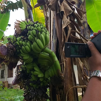 Aneh, Buah Pisang Miliki 6 Jantung