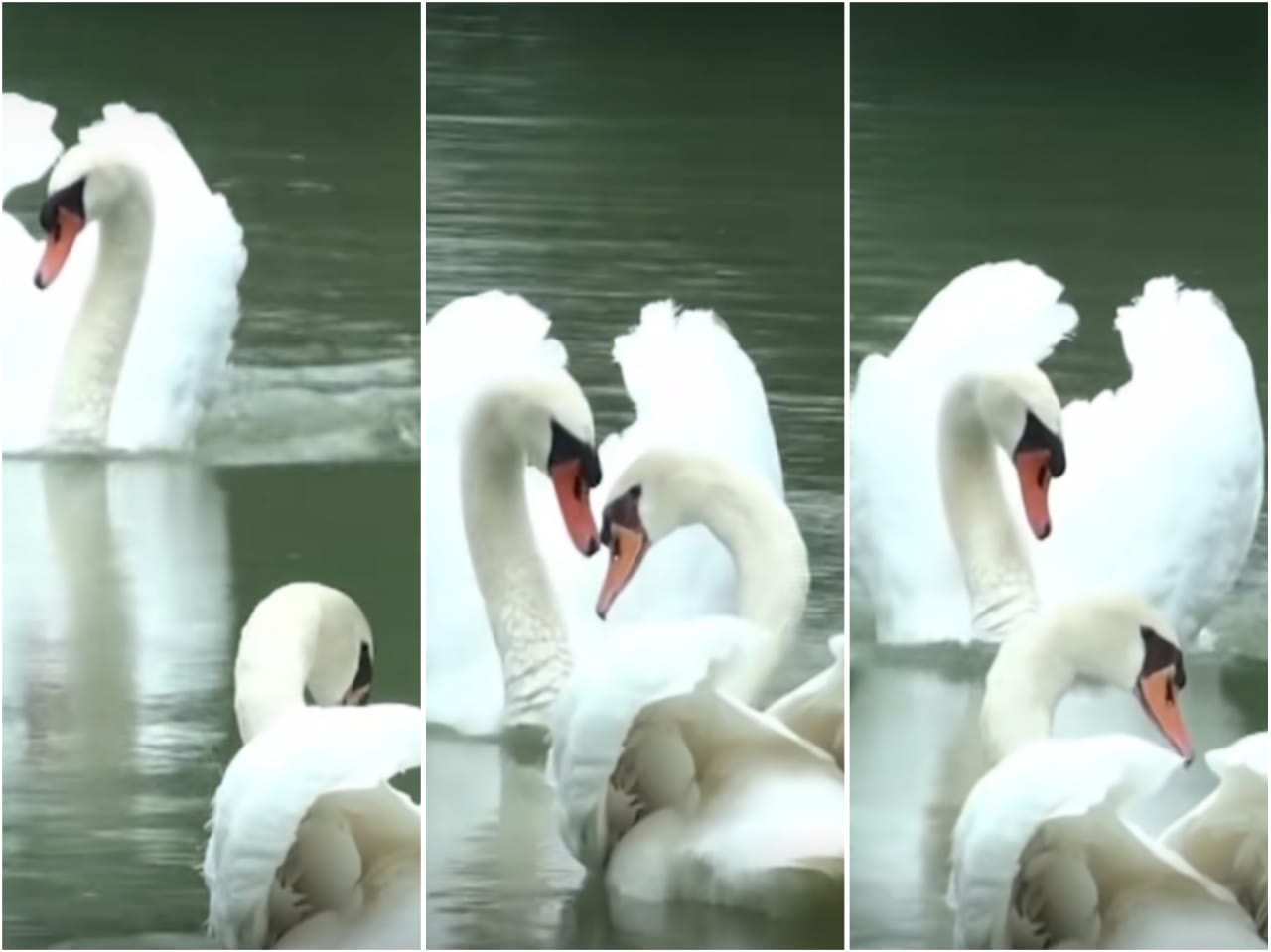 So Sweet Ekspresi Sepasang Angsa Ini Bertemu Setelah Dua Minggu Terpisah, Hewan Paling Setia