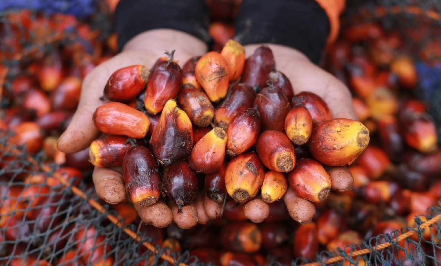 Harga TBS Kelapa Sawit Jambi Meroket Rp15.72 Per Kilogram, Ini Daftar Harga TBS 5-11 Desember 2025