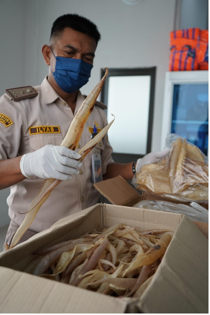 Karantina Jambi Tahan Gelembung Ikan Tak Berdokumen