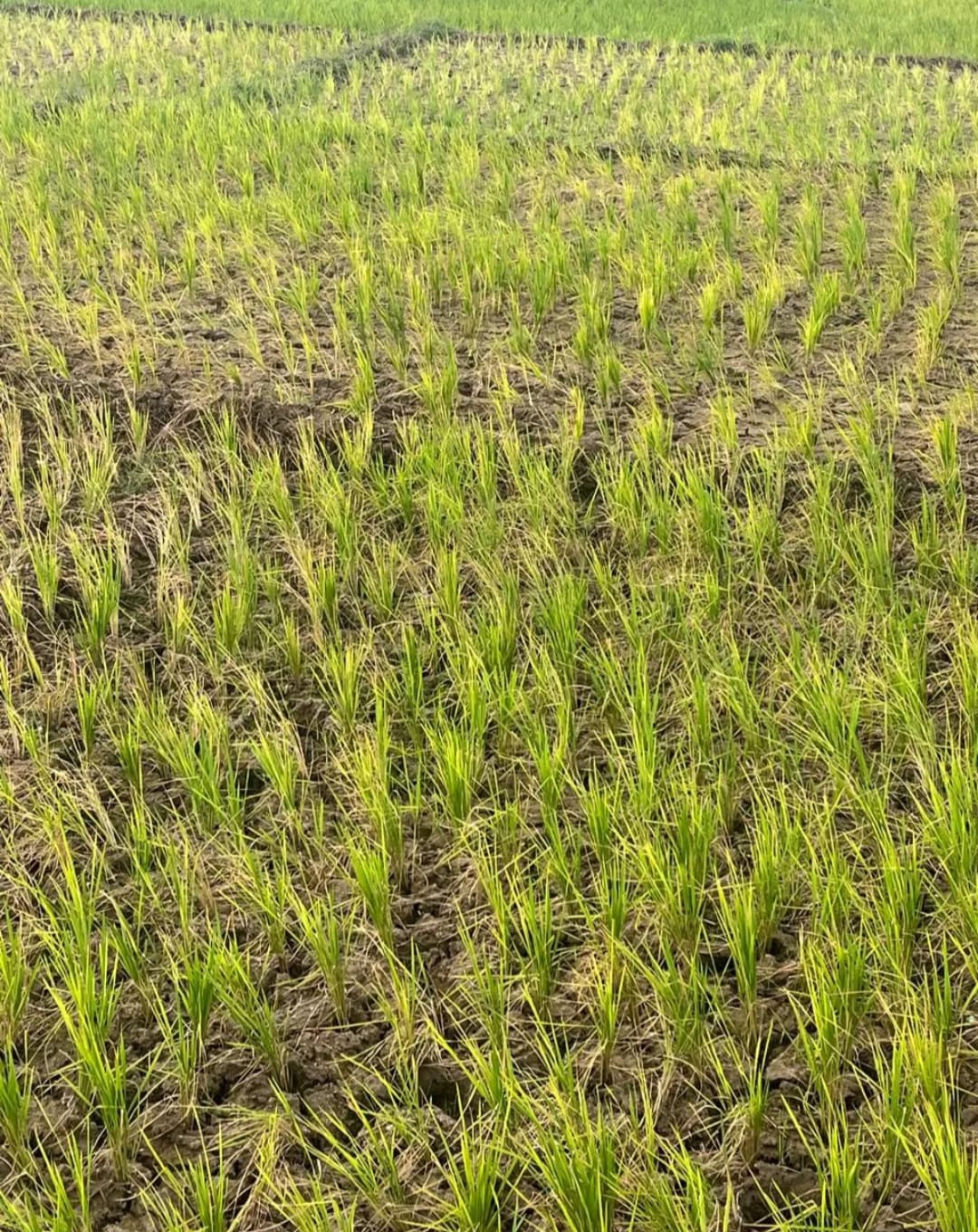 Ratusan Hektar Sawah Mengering di Kerinci, Petani Rugi Besar 