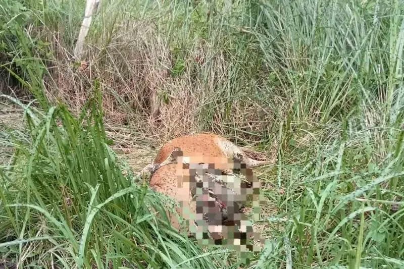 Harimau Mangsa Sapi Warga di Aceh Timur