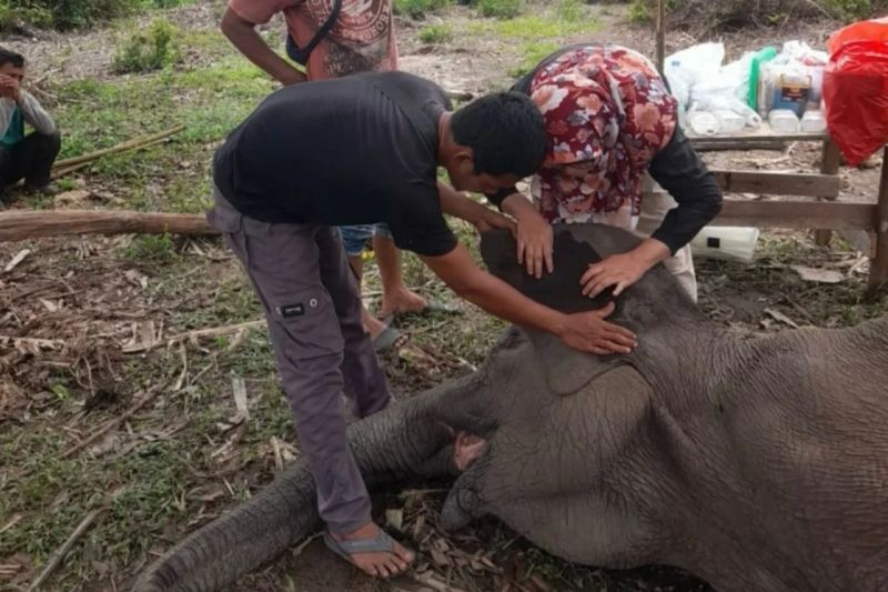 Seekor Gajah di Taman Nasional Tesso Nilo Riau mati