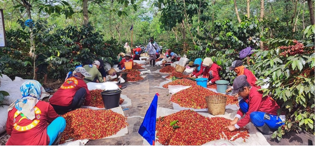 Kopi Arabika PTPN Kian Digemari Masyarakat Dunia