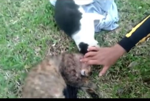 Dor! Brigadir TNI Tembak Kucing Alasan Jaga Kebersihan