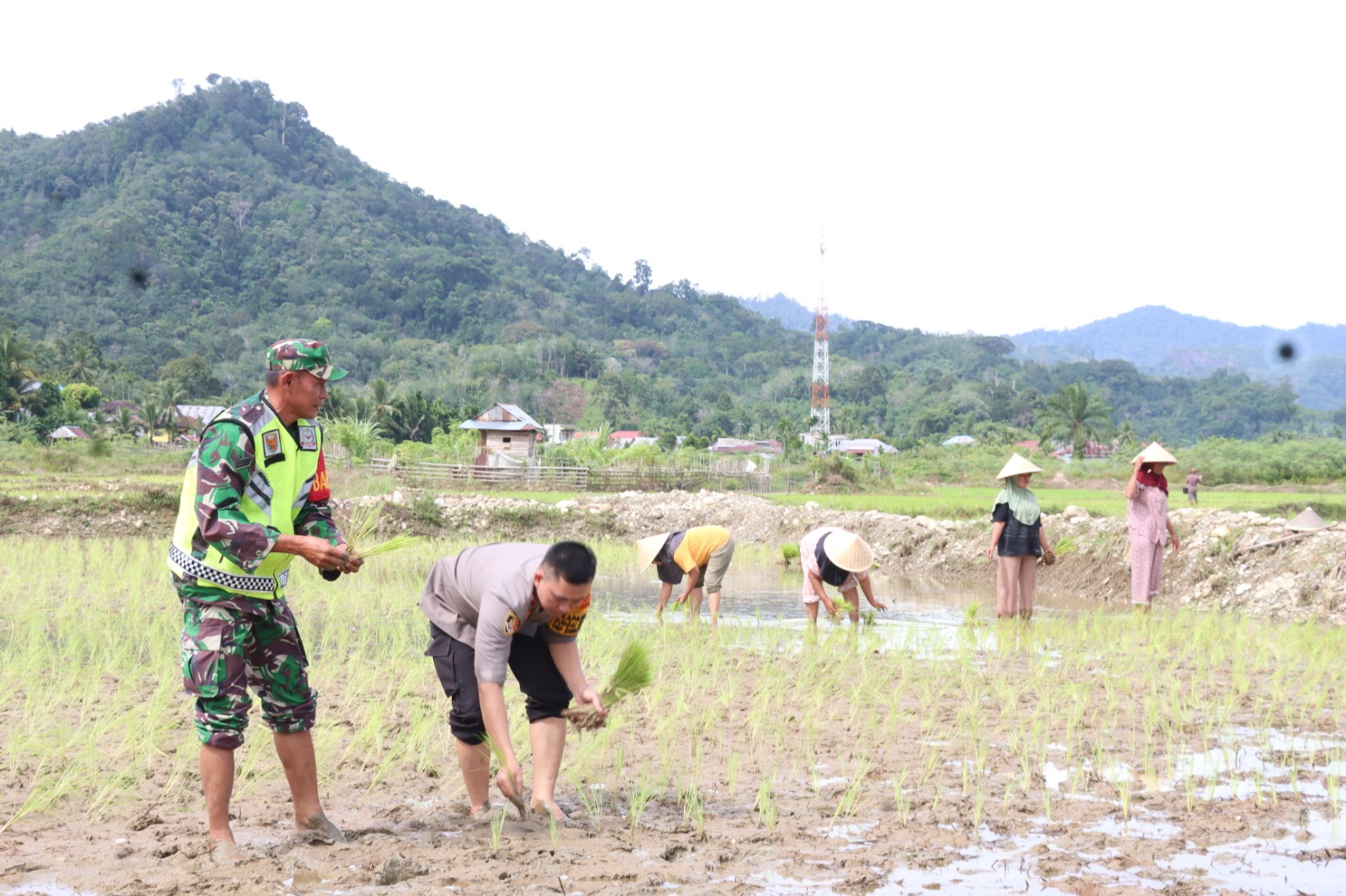 Eks Lokasi PETI di Desa Jering Diubah jadi Lahan Pertanian Masyarakat 