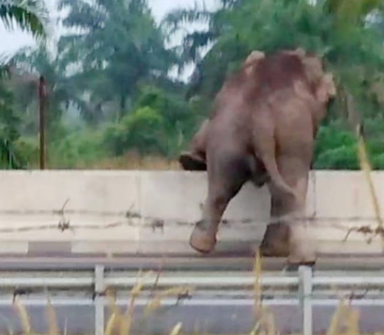 BKSDA Beberkan Penyebab Gajah Codet 5 Kali Menyebrangi Tol Riau
