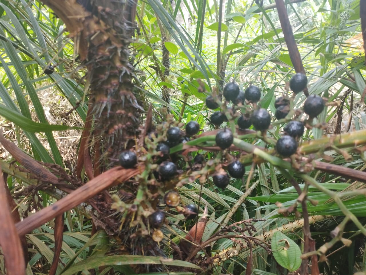 Menjanjikan, Warga Tanjabtim Mulai Tanam Buah Jernang