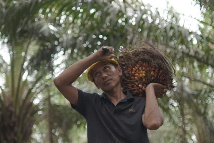 Update Harga TBS Sawit Dharmasraya, Harga Brondolan Rp3.700/Kg, Ini Daftar Harga TBS 21 Juli 2026