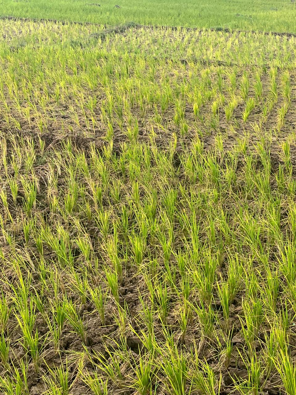Sawah di Tiga Kecamatan Terdampak Kekeringan 