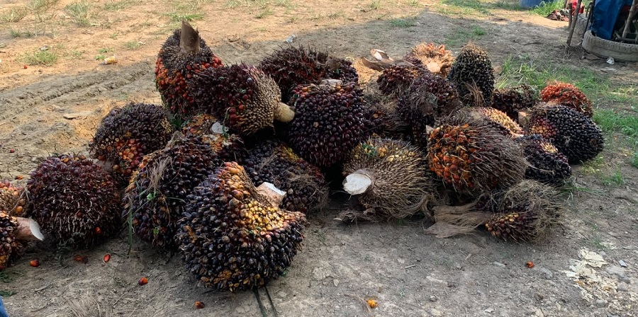 Harga TBS Sawit Kalbar Periode II Agustus 2026 Tertinggi Rp 3.673,60/Kg, Berikut Rincian Lengkapnya