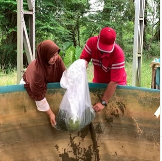 Kembangkan Perekonomian UMKM, PTPN IV Regional 4 Jambi-Sumbar Bantu 3000 Bibit Ikan