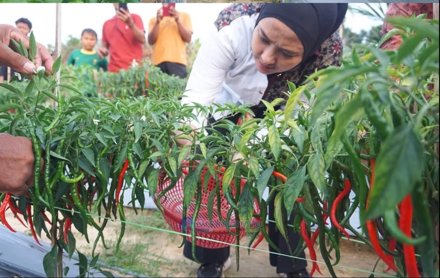 Ketua TP PKK Dorong Ketahanan Pangan Keluarga