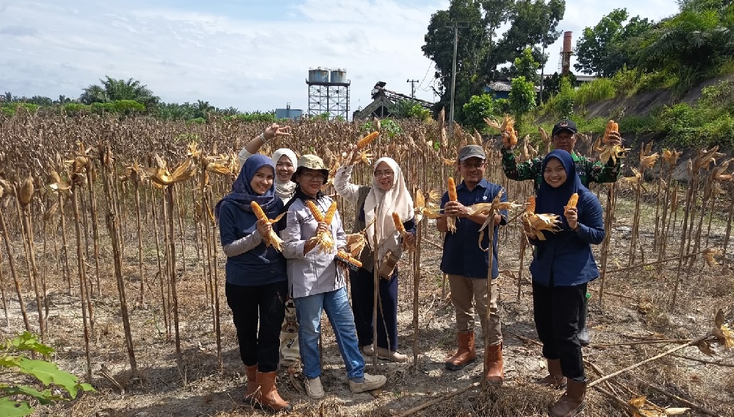 Dukung Kemandirian Pangan, PTPN IV Regional IV Kebun Tanjung Lebar Sukses Gelar Panen Jagung Tahap II